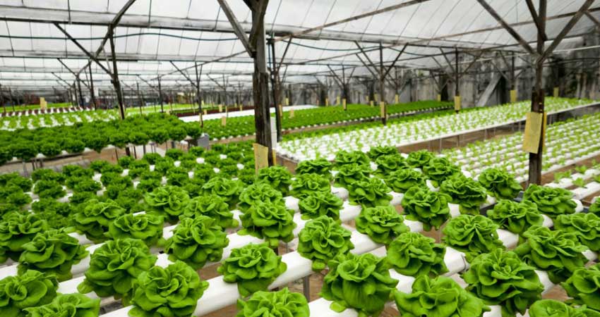 hydroponics farm business plan